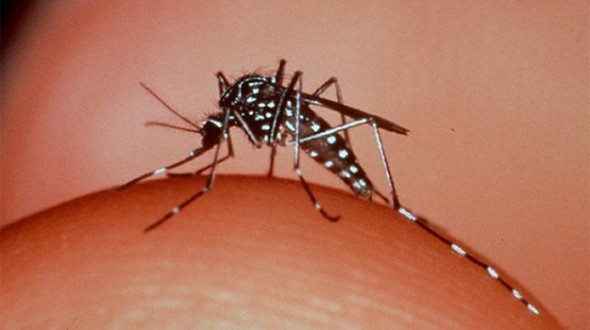 MyHealth God, why did you create mosquitoes?